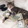 yousef's profile picture