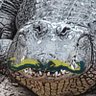 Gatorbot Mustache 的头像