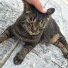 きみかとさん profil fotoğrafı