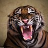 Angry Tiger's profile picture