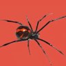 Blackwidow75's profile picture