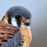 Profilbild von Kestrel