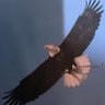 Joseph Rizzuto's profile picture