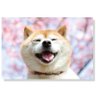 富井's profile picture