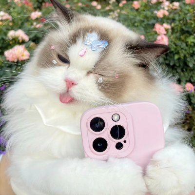 Cats(💯Fo back Fo)'s profile picture