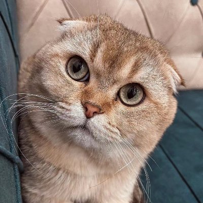 Cat lover(💯💯Fo back Fo)'s profile picture