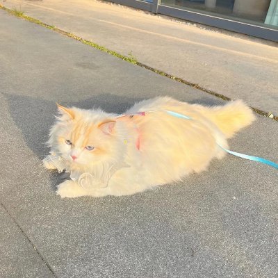 Lisa06862244's profile picture
