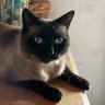 Waldo Kitty 🇺🇦's profile picture