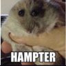 KING_RAT profil fotoğrafı