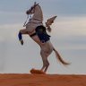 الحـر 的头像