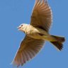 Profilbild von Sky Lark