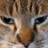 Profilbild von Catniption