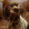 Bob Bopper's profile picture