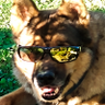Bigby Lupo's profile picture