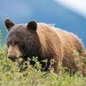 Wild Montana's profile picture