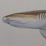 Фото профиля 🦈