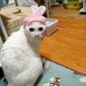 きゅー profil fotoğrafı