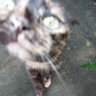 Merces Souza's profile picture