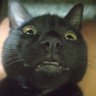 Profilbild von Niudo