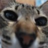 felipe_desgraçado's profile picture