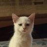 vanav's profile picture