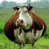 Blobert 中共中央宣传部 profil fotoğrafı