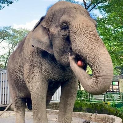utsunomiya_zoo's profile picture
