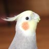 Фото профиля かけなまて
