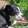 inu_spike profil fotoğrafı