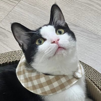이토리x이체리's profile picture