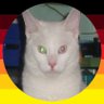 KatoVanKedisi 🕊's profile picture