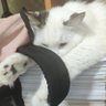 コンプレックスティ 的头像