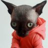 Котисько😼🇺🇦 profil fotoğrafı