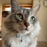 めぐじろう profil fotoğrafı