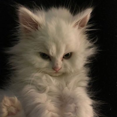 กอกอเอง | หนูไหน ·͜·♡'s profile picture