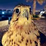 مهدي's profile picture