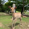 のゆ 的头像