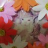 Profilbild von のりにゃん(=^ェ^=)