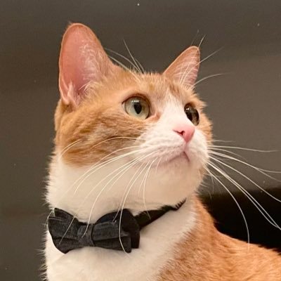 きなこ's profile picture