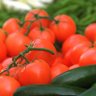 tomato 的头像