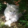 mizar's profile picture