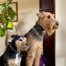 Profilbild von Ralf Bat ๐ฆ Dog & Margo (Moo)