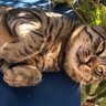 TEKİR KEDİ 的头像