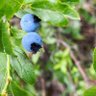 🫐 blueberry's profile picture