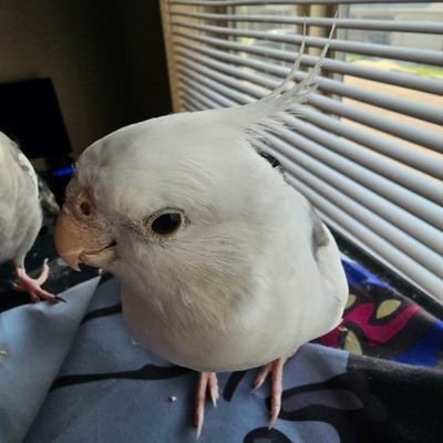 Katerade21's profile picture