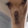 Profilbild von idkwhyimhere