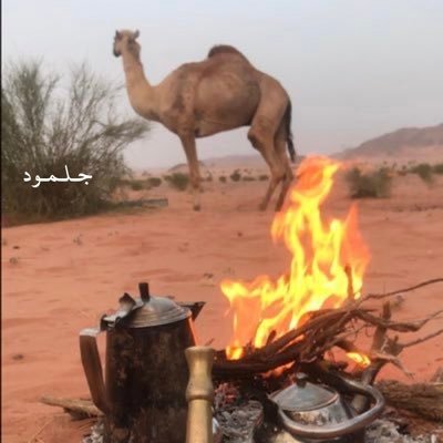 مطلق العنزي's profile picture