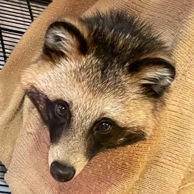 りとじゅら's profile picture
