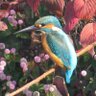 Фото профиля Kingfisher
