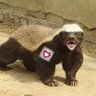ratel 🇵🇱🇪🇺🇮🇱 Szanujmy się,kurwa! profil fotoğrafı